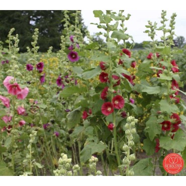 Alcea rosea, Stokroos, gemengd