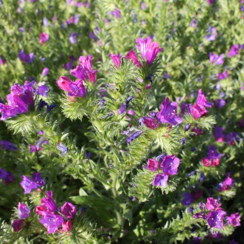 Echium vulgare, Slangekruid