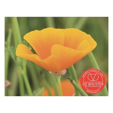 Eschscholzia californica, Slaapmutsje, oranje