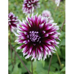 Dahlia 'Alauna Clair Obscur' test