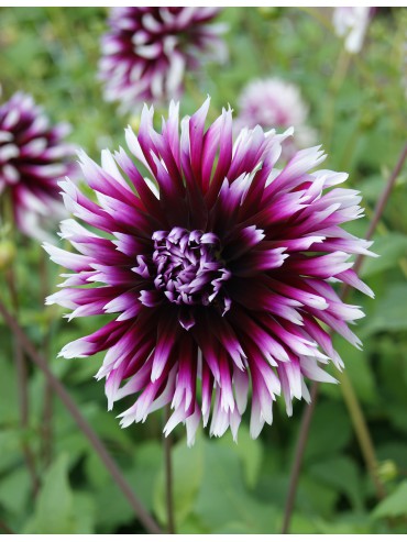 Dahlia 'Alauna Clair Obscur' test