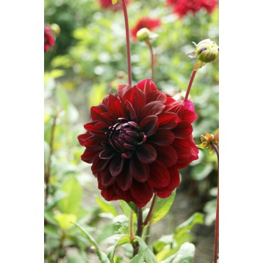 Dahlia 'Arabian Night'  