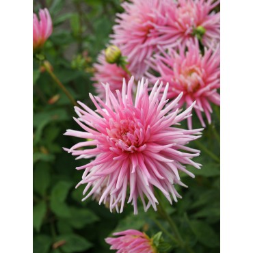 Dahlia 'Park Princess´