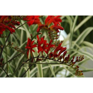 Crocosmia 'Lucifer' 