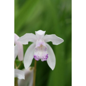 Bletilla striata 'Sweet Lips'