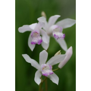 Bletilla striata 'Sweet Lips'