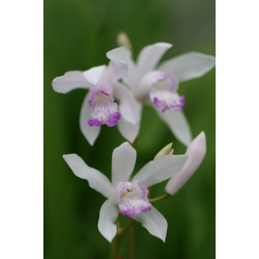 Bletilla striata 'Sweet Lips'