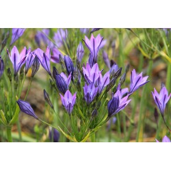 Triteleia 'Koningin Fabiola'