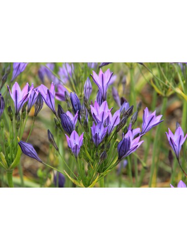 Triteleia 'Koningin Fabiola'