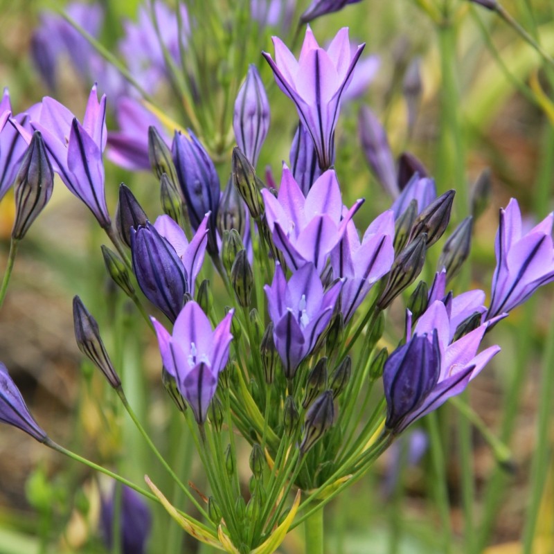 Triteleia 'Koningin Fabiola'