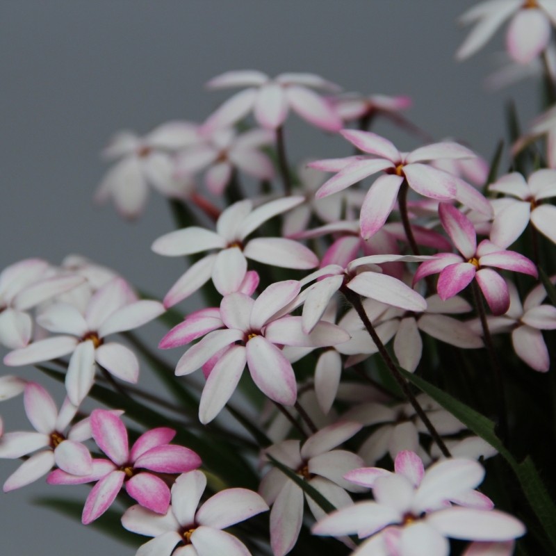 Rhodoxis 'Fairy Kisses'