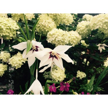 Gladiolus callianthus 'Murielae' 