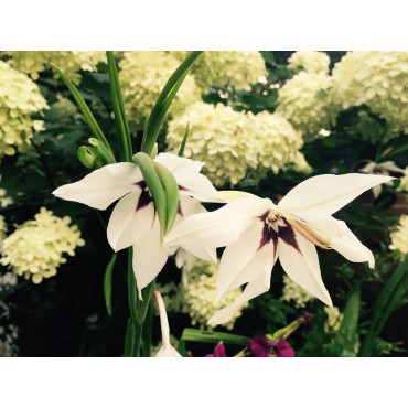 Gladiolus callianthus 'Murielae' 