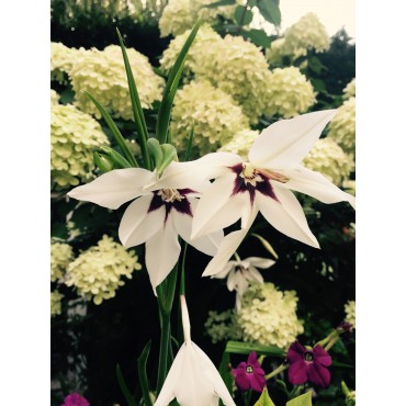 Gladiolus callianthus 'Murielae' 