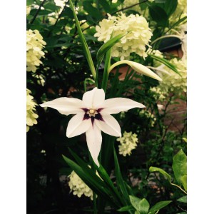 Gladiolus callianthus 'Murielae' 