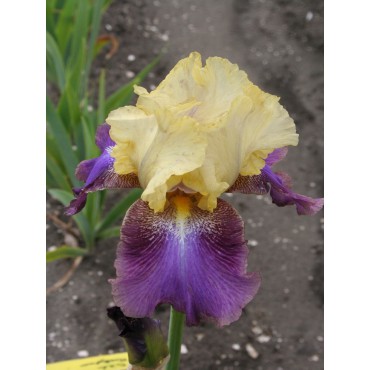 Iris 'Ballyhoo'