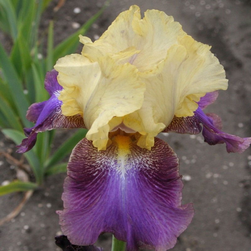 Iris 'Ballyhoo'