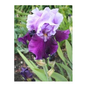 Iris 'Bluebird Wine'