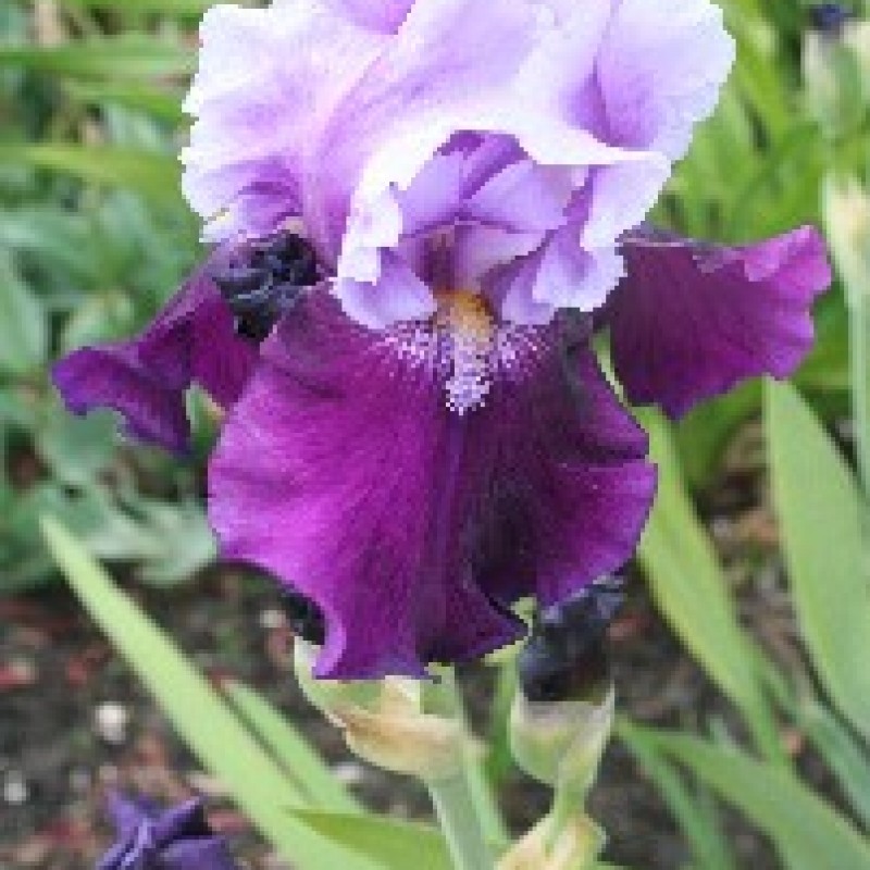 Iris 'Bluebird Wine'