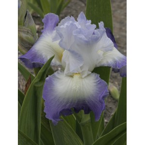 Iris 'Clarence'