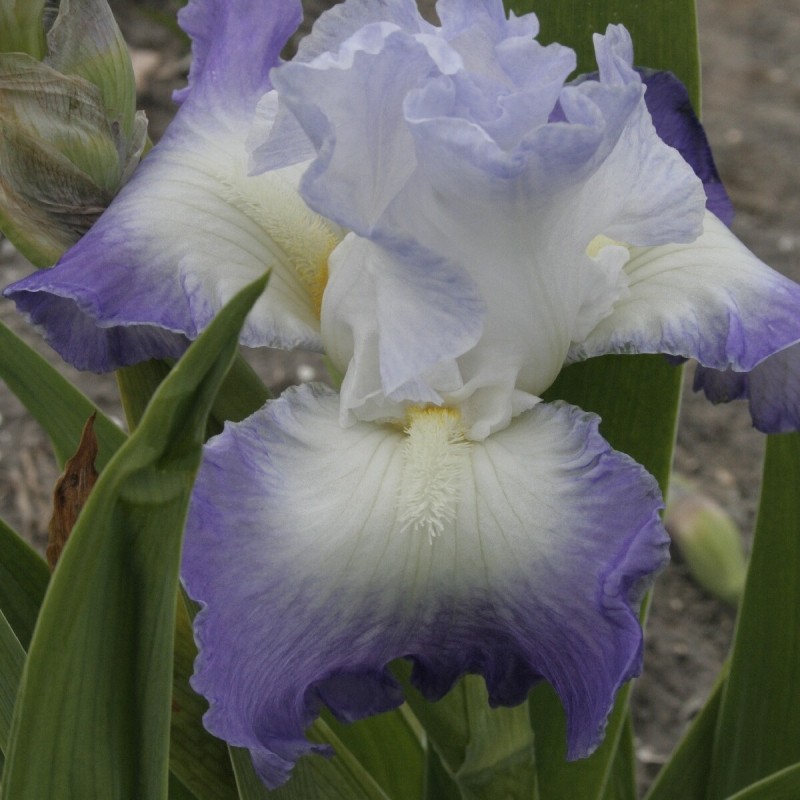 Iris 'Clarence'