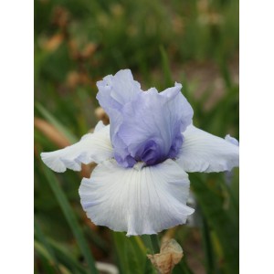 Iris 'Coastal Mist'