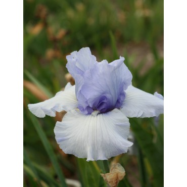 Iris 'Coastal Mist'