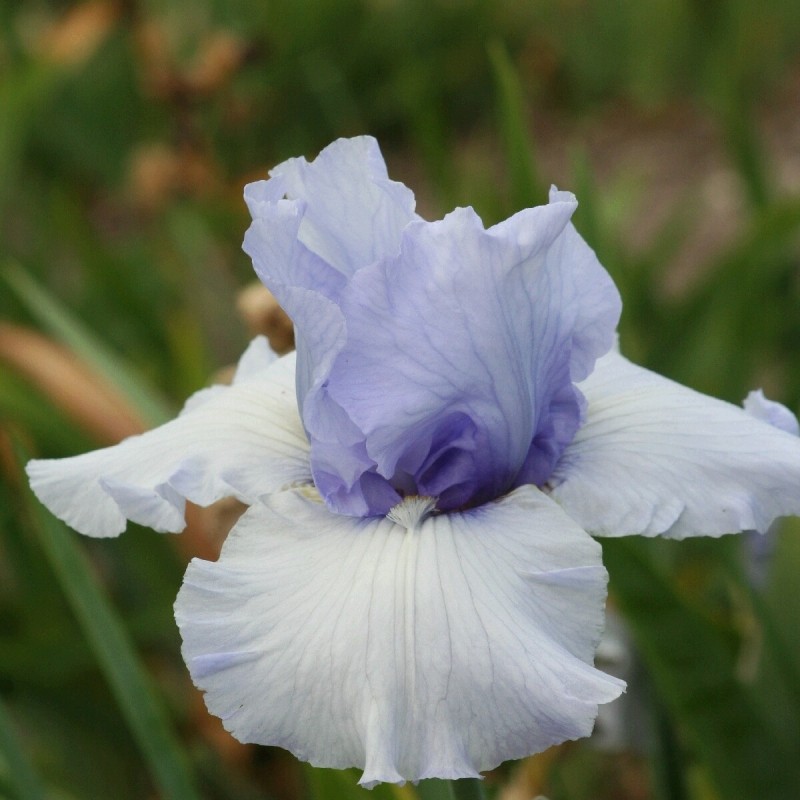 Iris 'Coastal Mist'