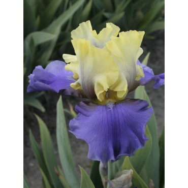 Iris 'Edith Wolford'