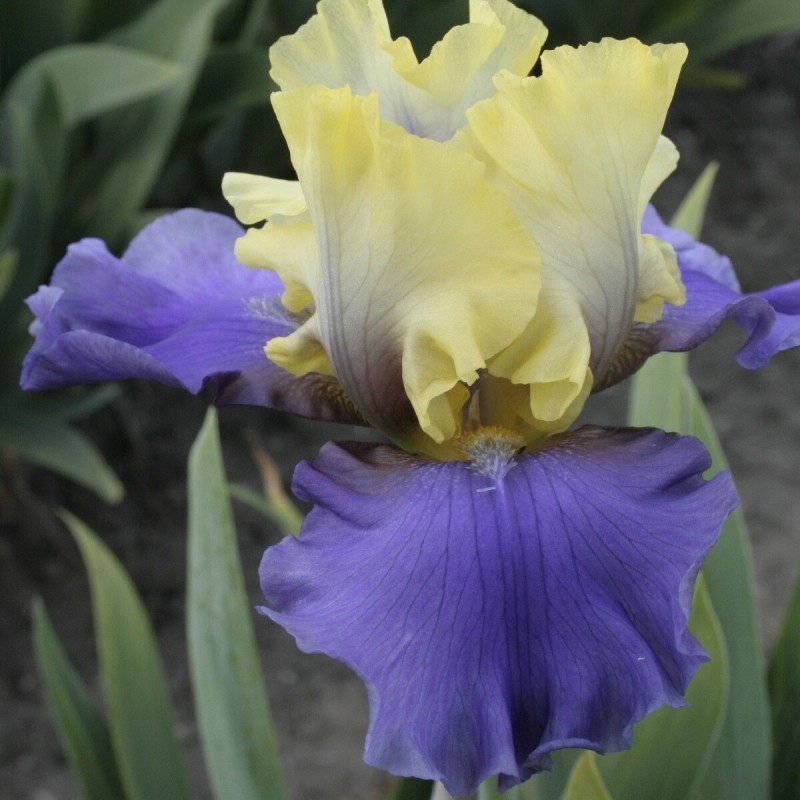 Iris 'Edith Wolford'