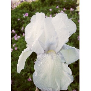 Iris 'English Cottage'