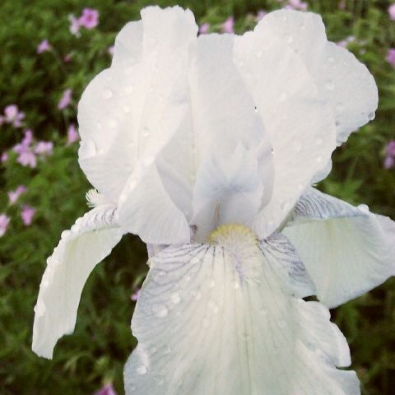 Iris 'English Cottage'