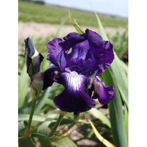 Iris 'Exotic Star'