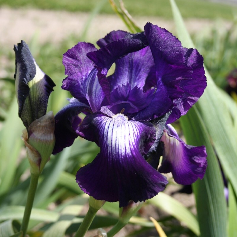 Iris 'Exotic Star'