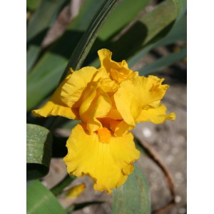 Iris 'Golden Apple'