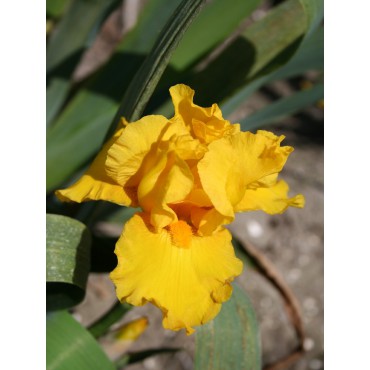 Iris 'Golden Apple'