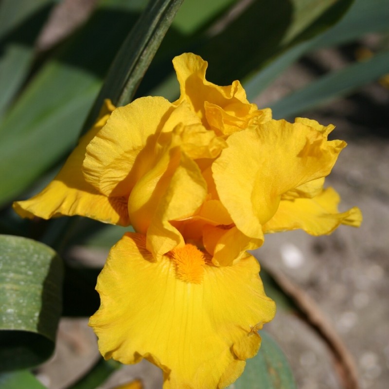 Iris 'Golden Apple'