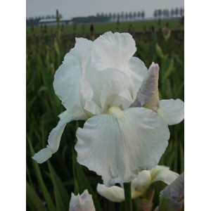 Iris 'Immortality'