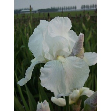 Iris 'Immortality'