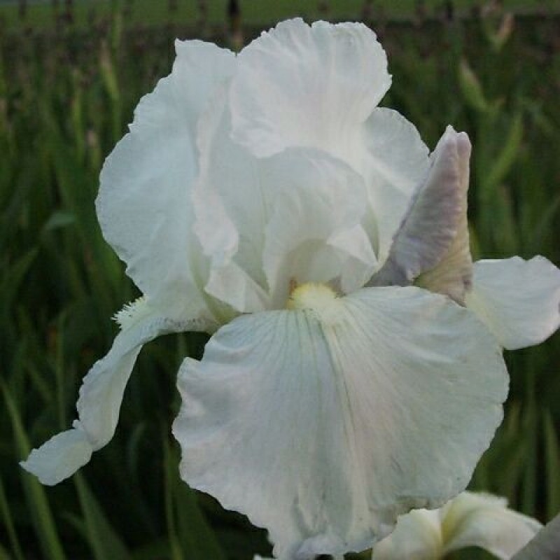 Iris 'Immortality'