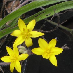 Hypoxis setosa