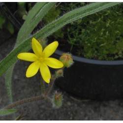 Hypoxis setosa