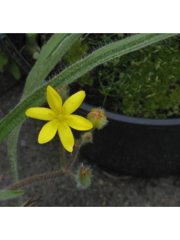 Hypoxis setosa