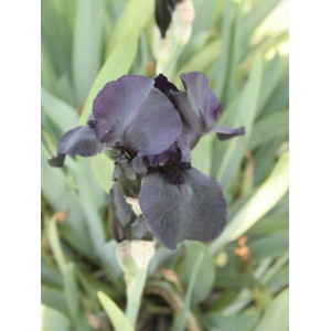 Iris 'Helen Proctor'