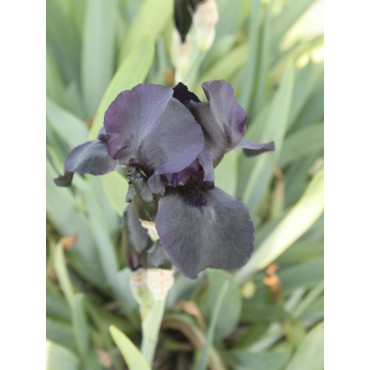 Iris 'Helen Proctor'