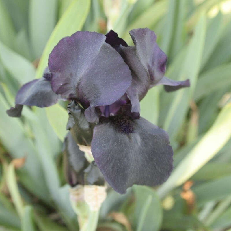 Iris 'Helen Proctor'