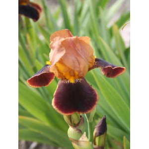 Iris 'Louvois'