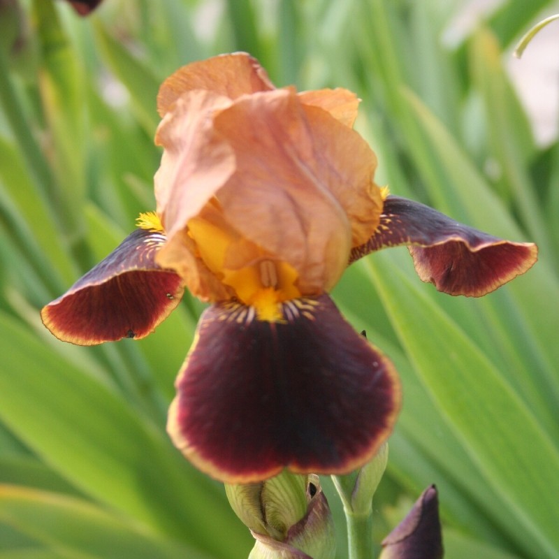 Iris 'Louvois'