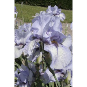 Iris 'Starlit River'