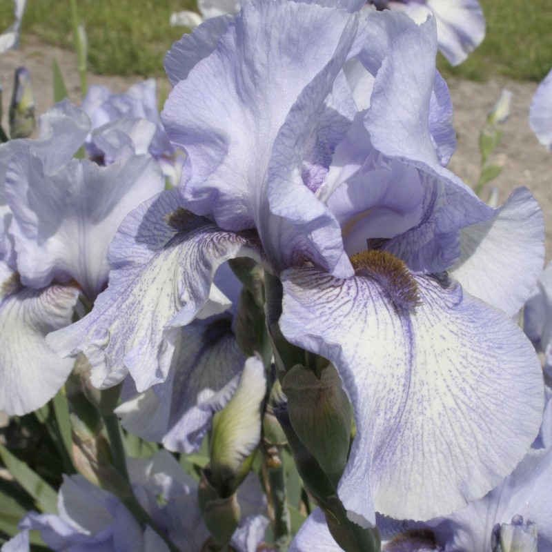 Iris 'Starlit River'